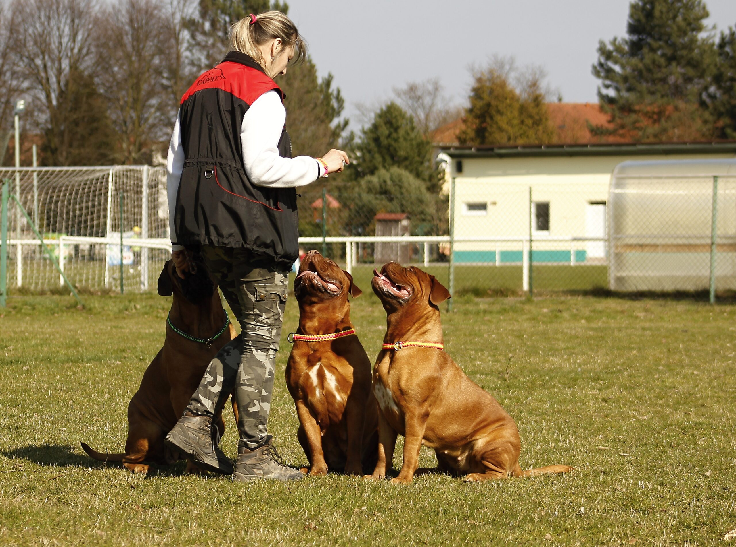 Free image/jpeg Resolution: 4193x3122, File size: 3.98Mb, Training of bordeaux mastiff